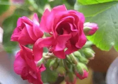 100种花的英文和花语是什么,100种花的花语以及送花礼仪分享