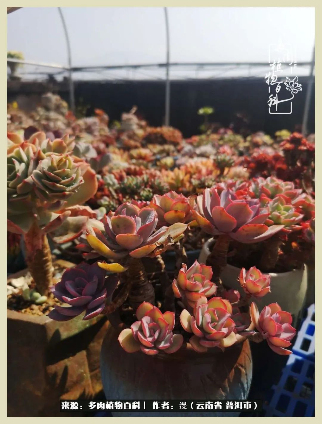 深情不及久伴,厚爱无需多言,择一“爱”,护一生