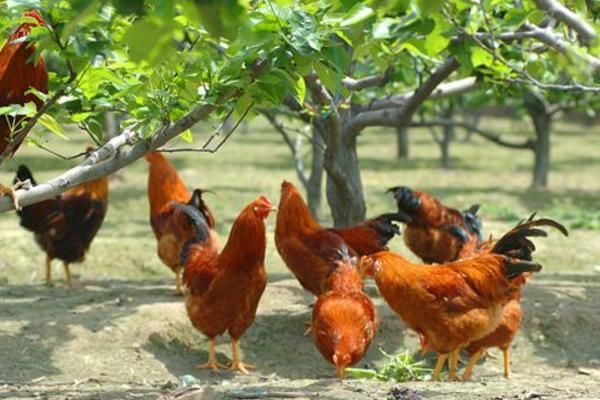 抛弃“铁饭碗”，养猪年入18亿，解密北大才子的另类创业路