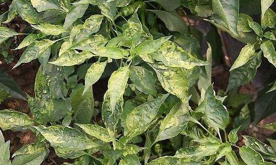 辣椒苗黄叶卷叶生长不旺盛怎样治,辣椒苗叶向下卷叶后干枯怎么回事