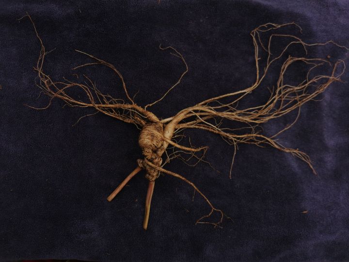 各类人参，从功效与性能上如何排名？