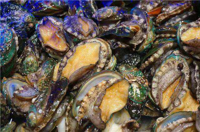 世界鲍鱼品种大全，你若知道其中5种，我叫你三声大哥