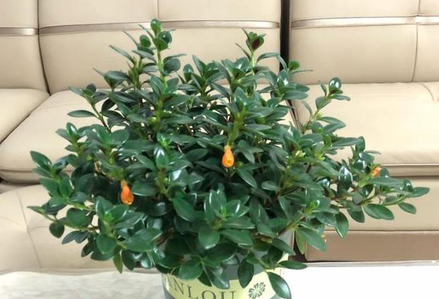 金鱼吊兰什么时候修剪不影响开花,金鱼吊兰不开花的原因和解决办法