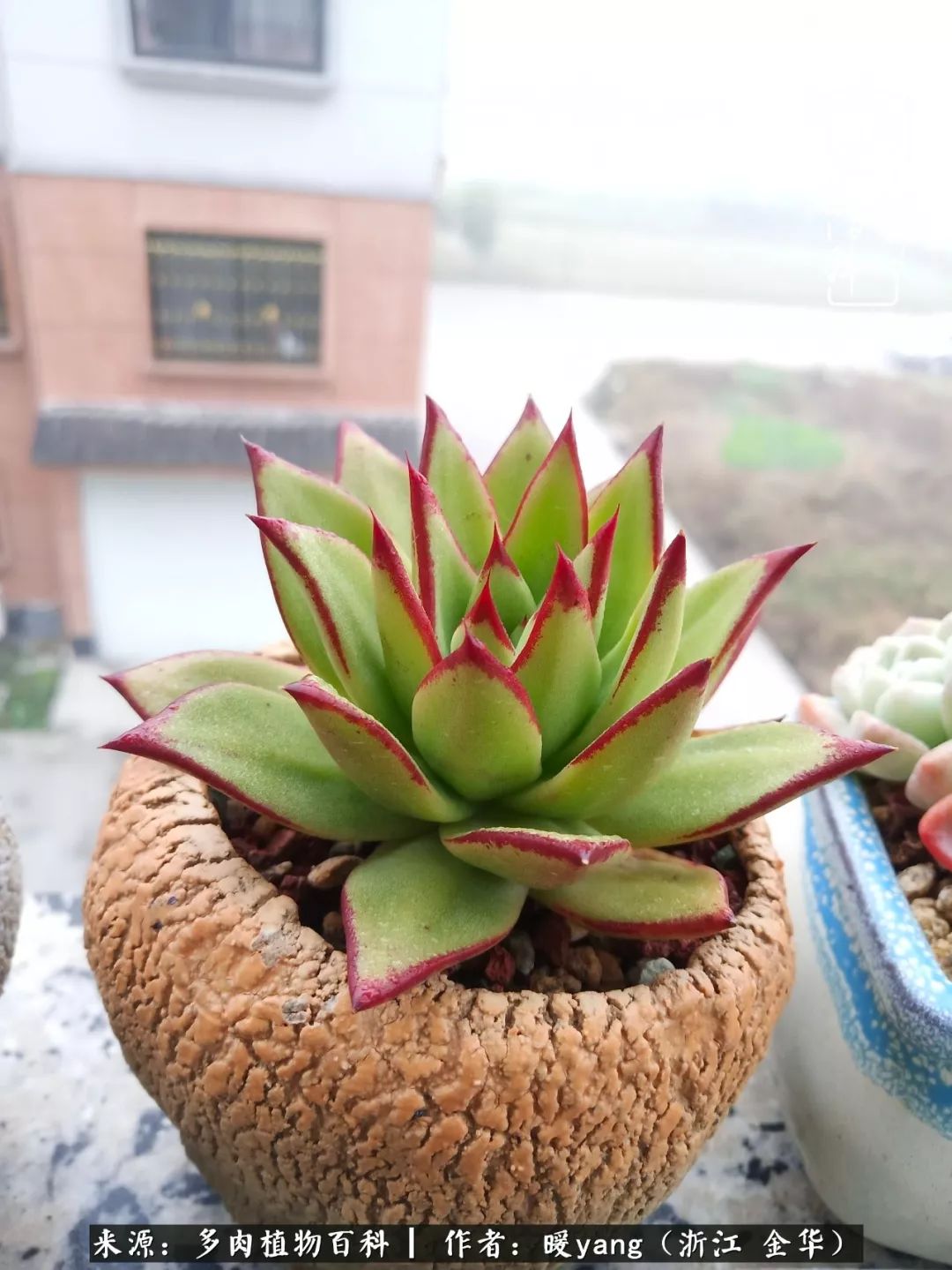 养多肉是业余的纯粹是爱好,每晚7点教您快速入门养多肉