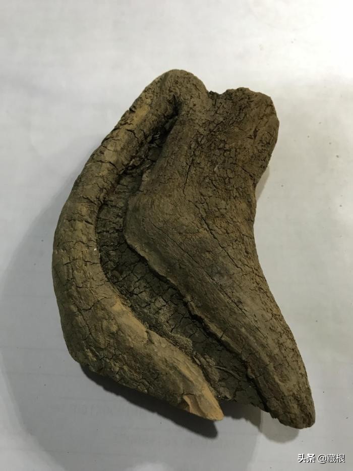 小树桩根雕入门自学,根雕入门自学视频教程