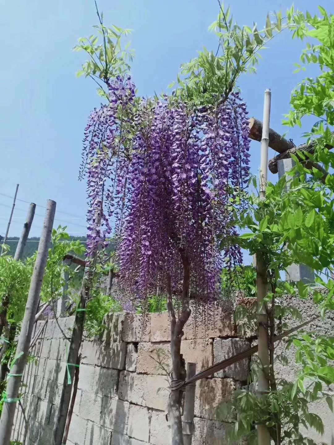 紫藤中最有名的品种叫什么名字,非常好种不需要太阳的紫藤品种