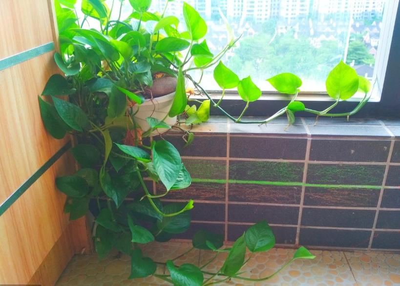 养绿萝不黄叶的方法,绿萝多久浇一次水如何养
