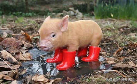 记者调查养猪行业:上市公司发财青岛有养殖场扩产