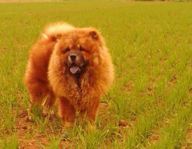 推荐各种狗狗的类型,10种有型罕见的狗狗