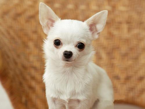 吉娃娃和小鹿犬的串串性格区别,喜欢养吉娃娃的人的性格