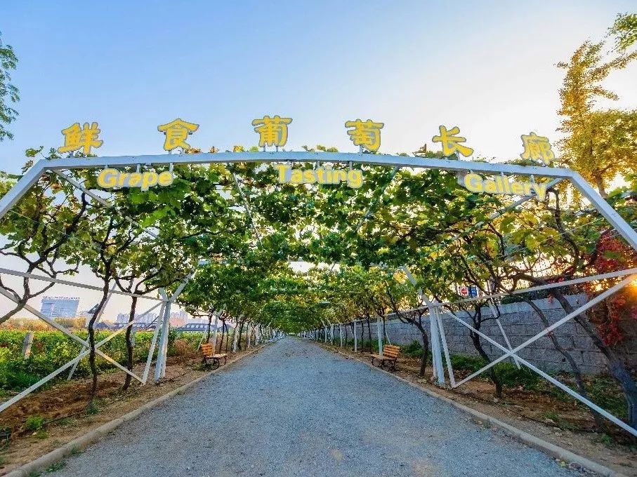 一路遐思入初冬，美好如约而至——张裕卡斯特酒庄