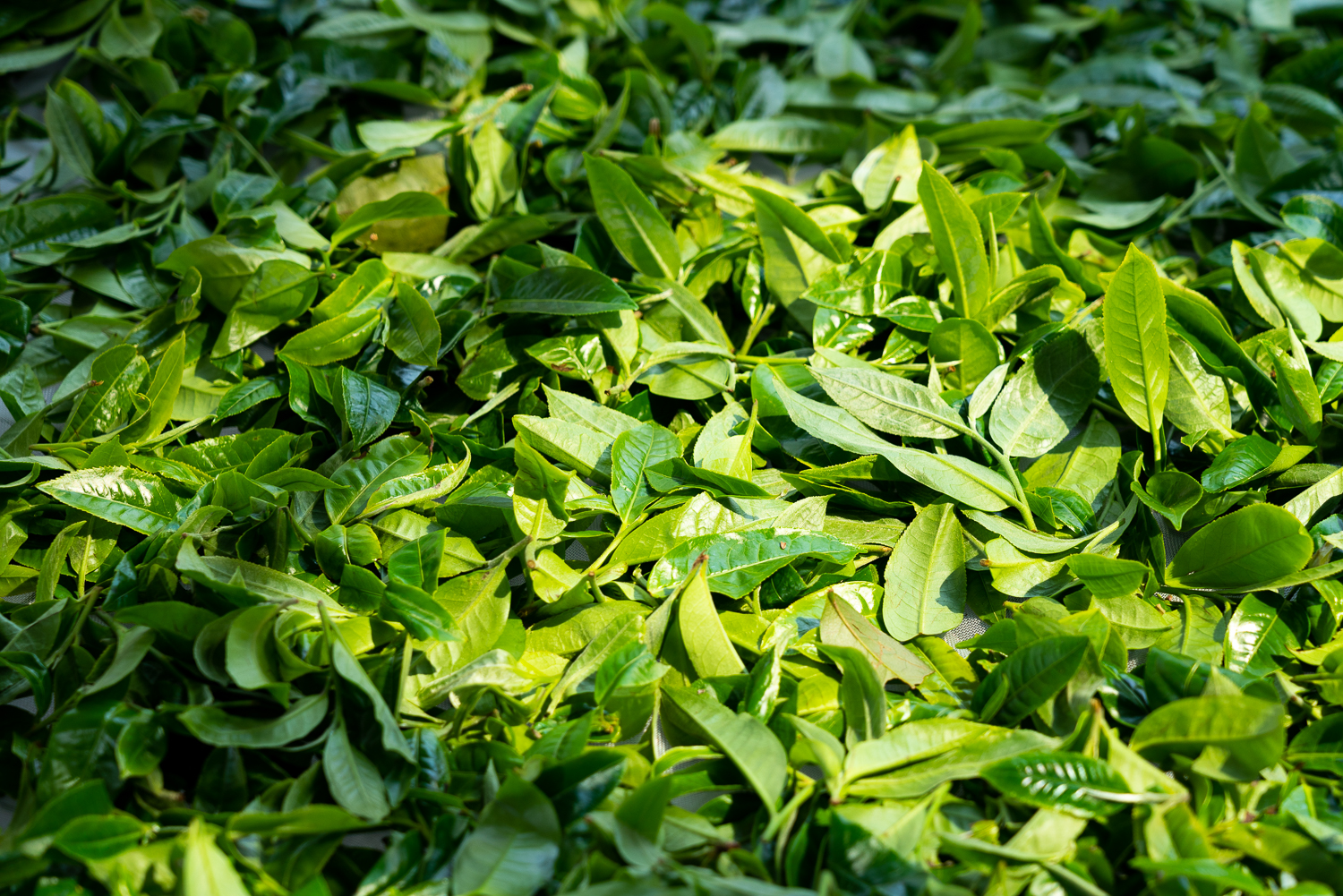 云南普洱茶十大高端茶排名,云南普洱茶滑竹梁子古树茶