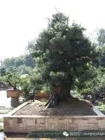 价值千万的盆景都有什么 (1000万元以上映山红盆景)