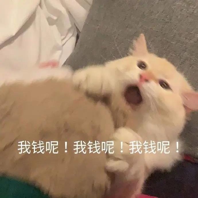 猫粮到底是什么味道,偷尝了一口,噫……