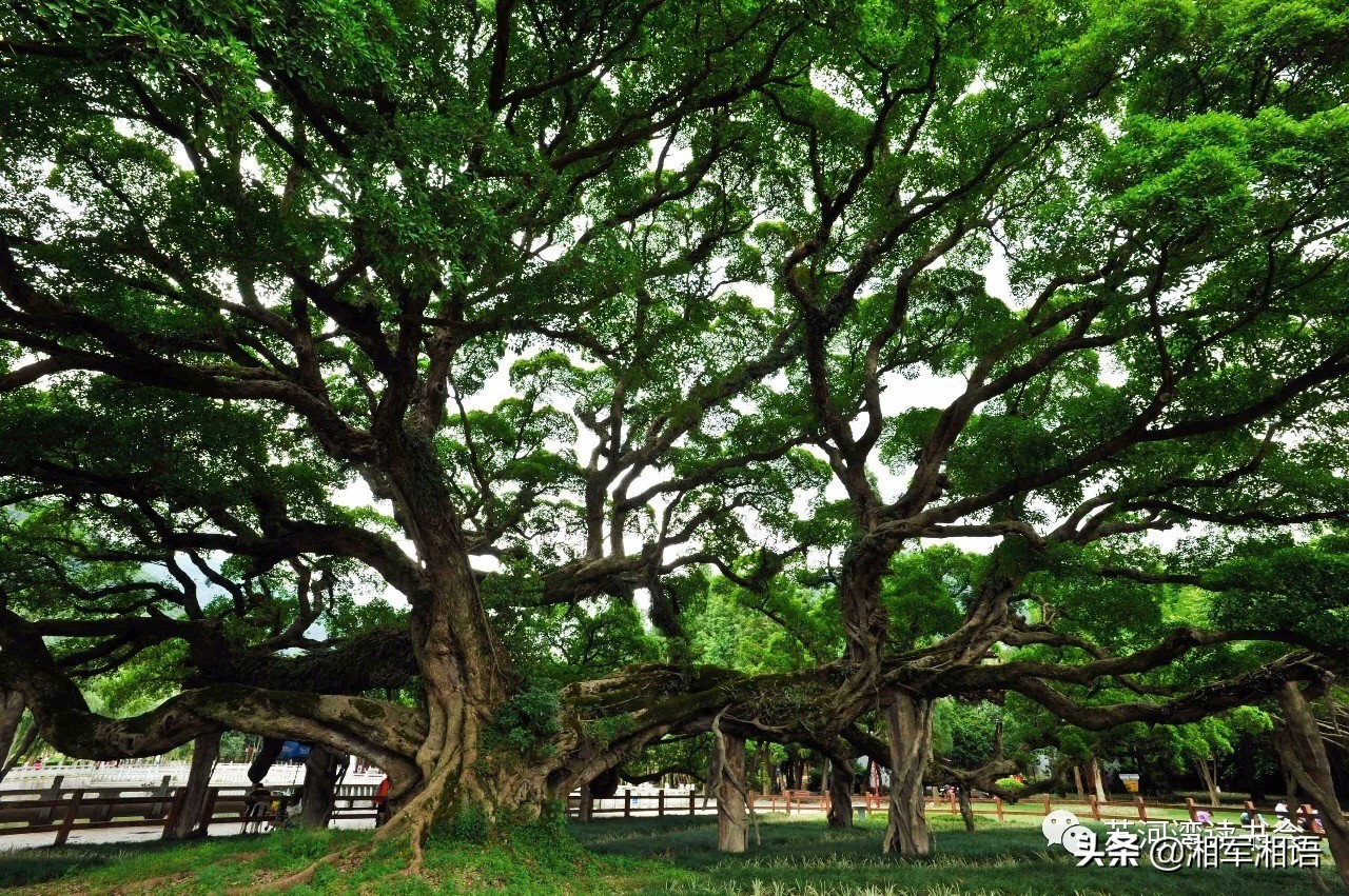 三棵树三生石,三棵树三生石系列