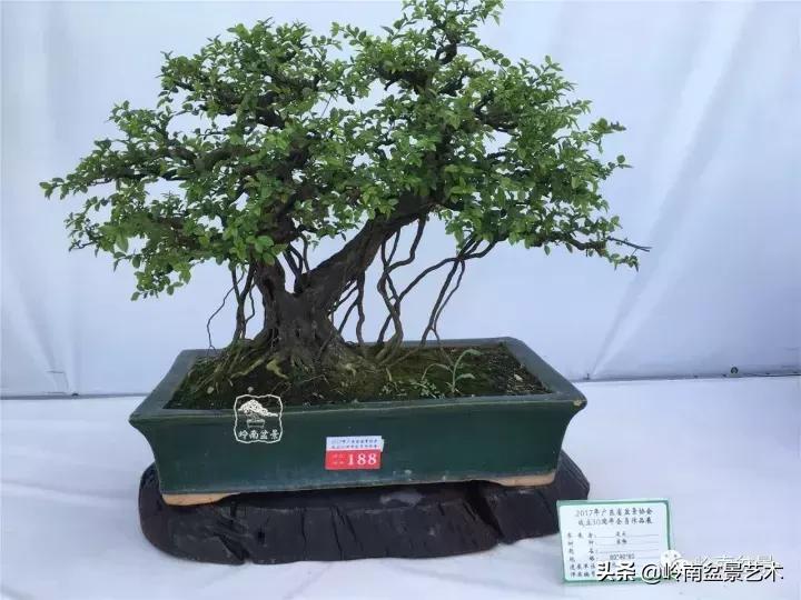 大树型雀梅造型,雀梅盆景怎么养才能爆盆