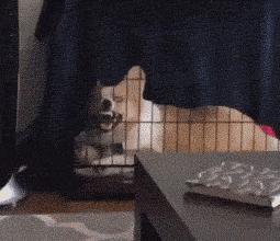 贾玲在沙发上翘二郎腿搞笑图片,贾玲跷二郎腿动图下载