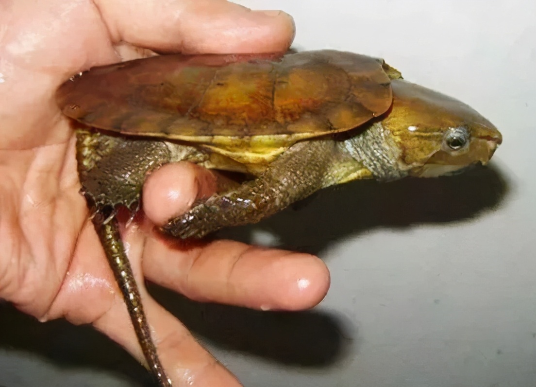 龟类大百科,大眼睛龟类