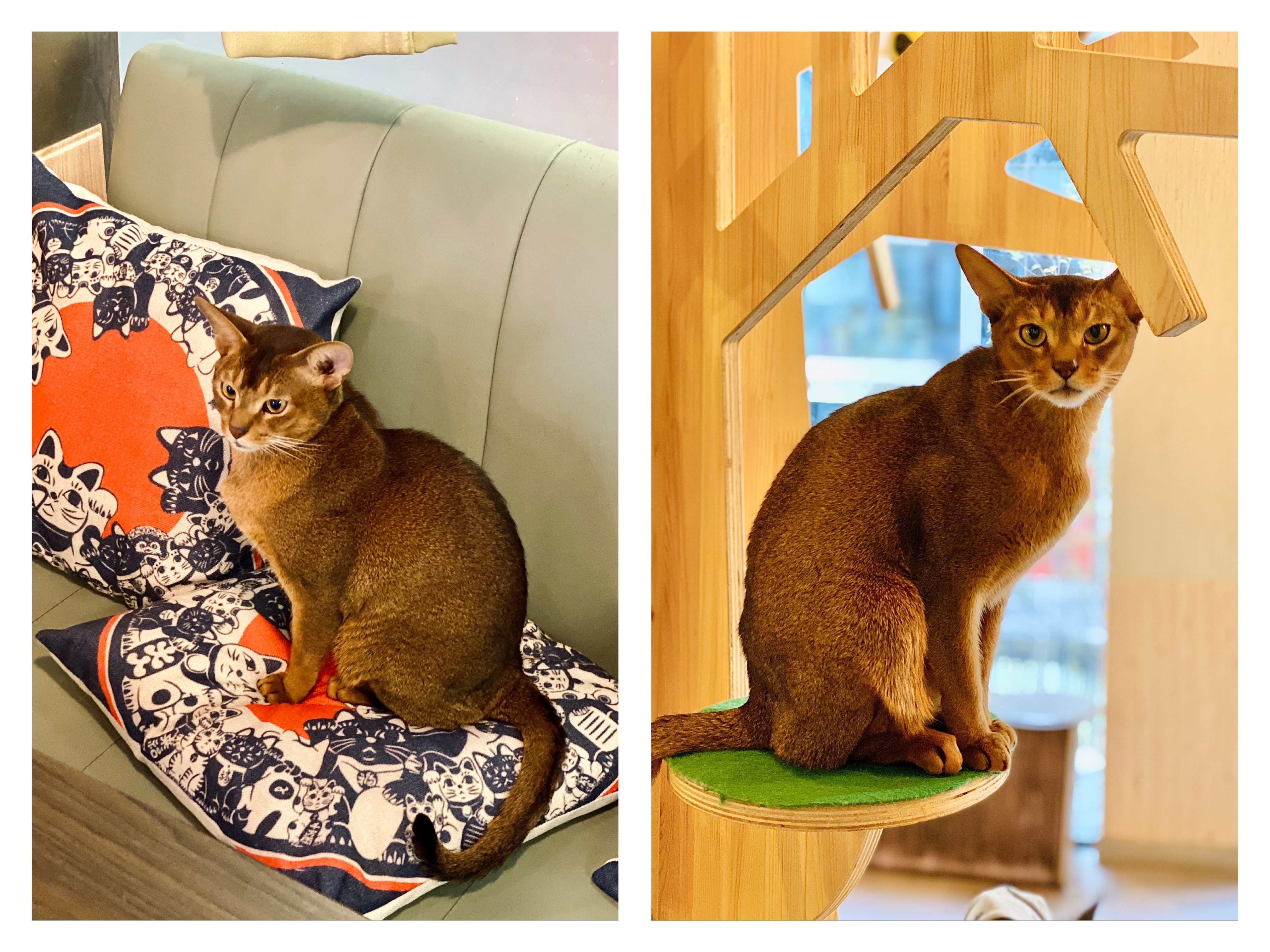 撸动物的网红店顺德,撸小动物的网红店北京世纪金源