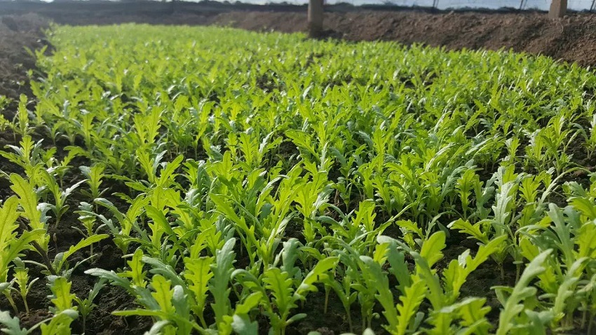 农村种什么蔬菜赚钱不愁销路,种什么蔬菜赚钱快成本低销路好