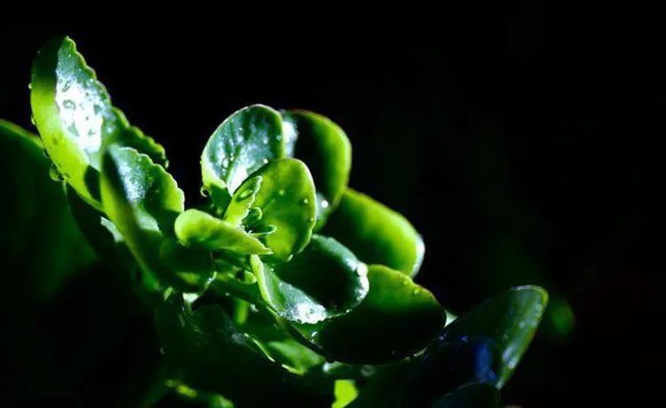 怎么拍出背景是黑色的人物照片,苹果手机如何拍出黑色背景照片