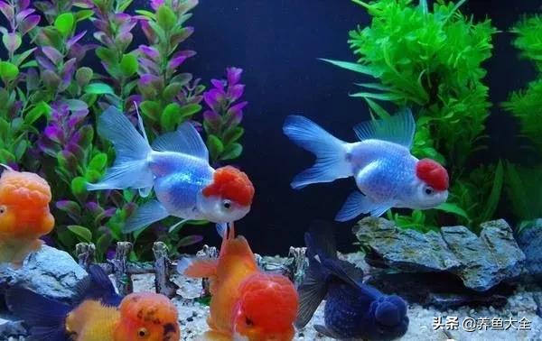 养鱼知识分享从0开始,养鱼知识干货