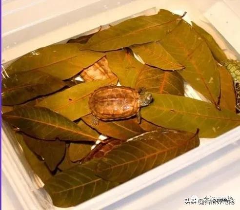 龙眼叶真的有那么神奇吗,龙眼叶一般在哪里出现