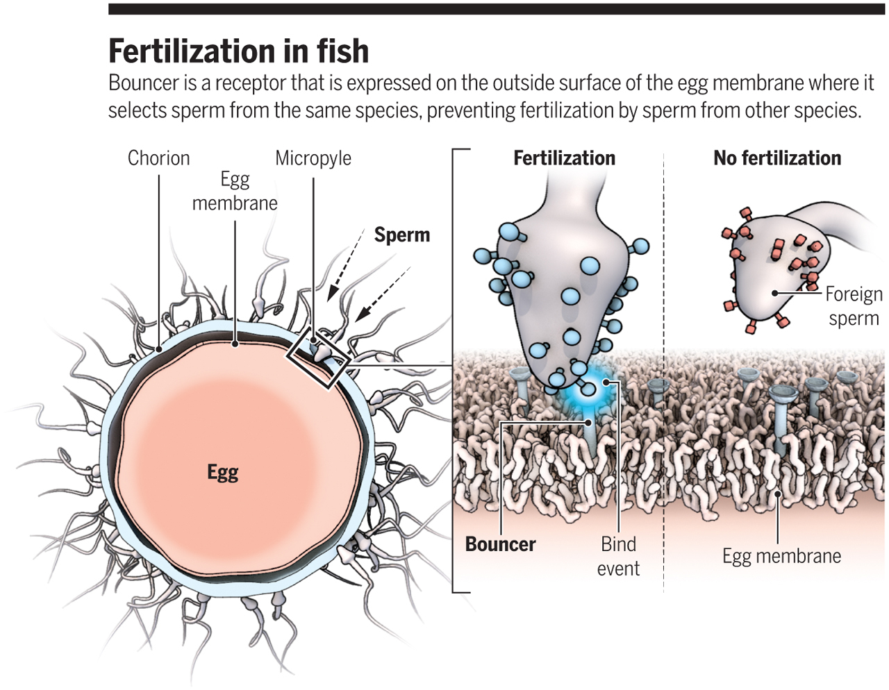 单身女性人工授精生育的先例,人类的人工授精怎么做