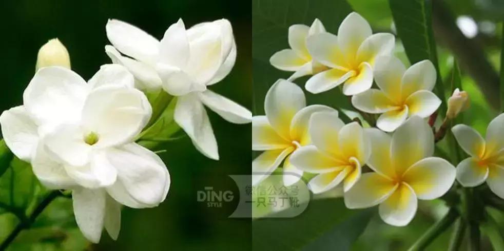 香水搭配的基本知识,香水潮流搭配