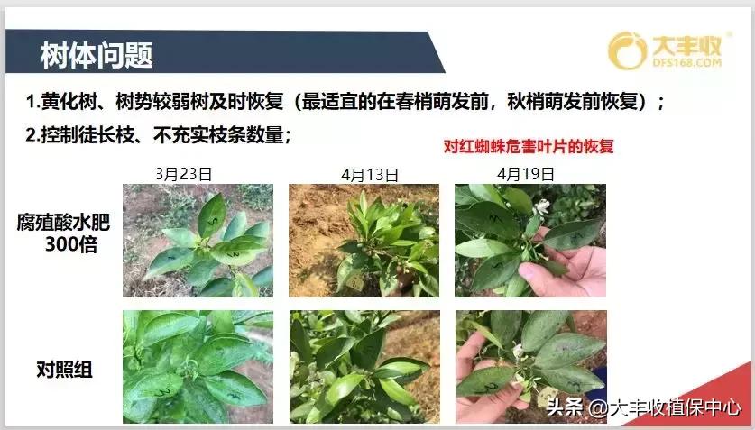 红蜘蛛锈壁虱大爆发该怎么用药,对红蜘蛛和锈壁虱有用的杀螨剂
