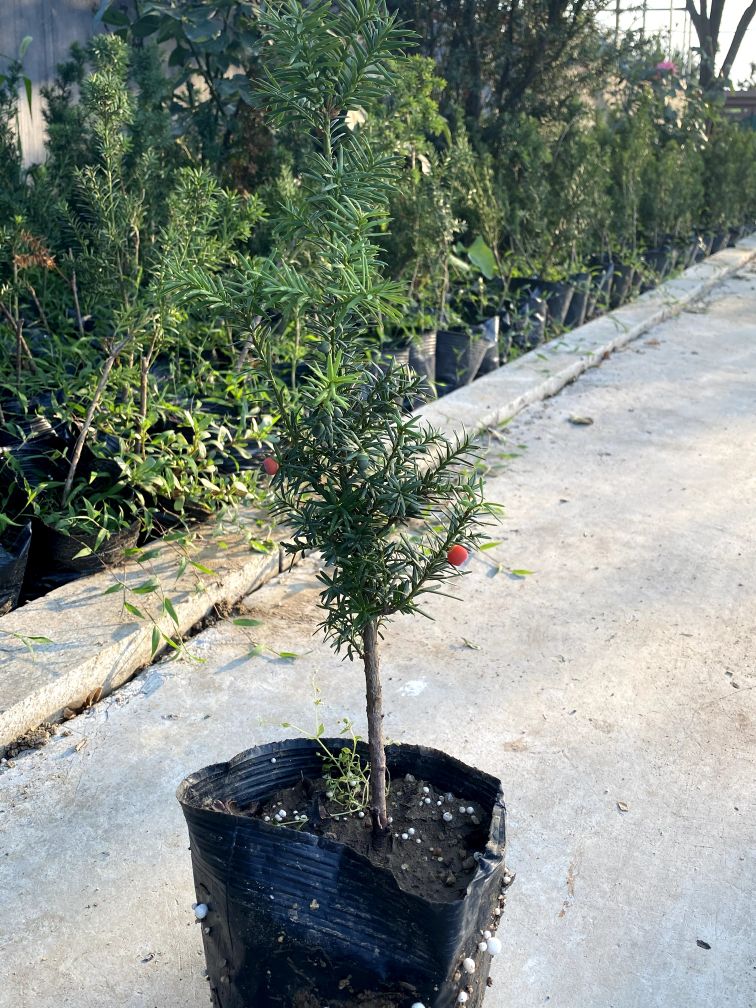 曼地亚红豆杉简介,最大的曼地亚红豆杉