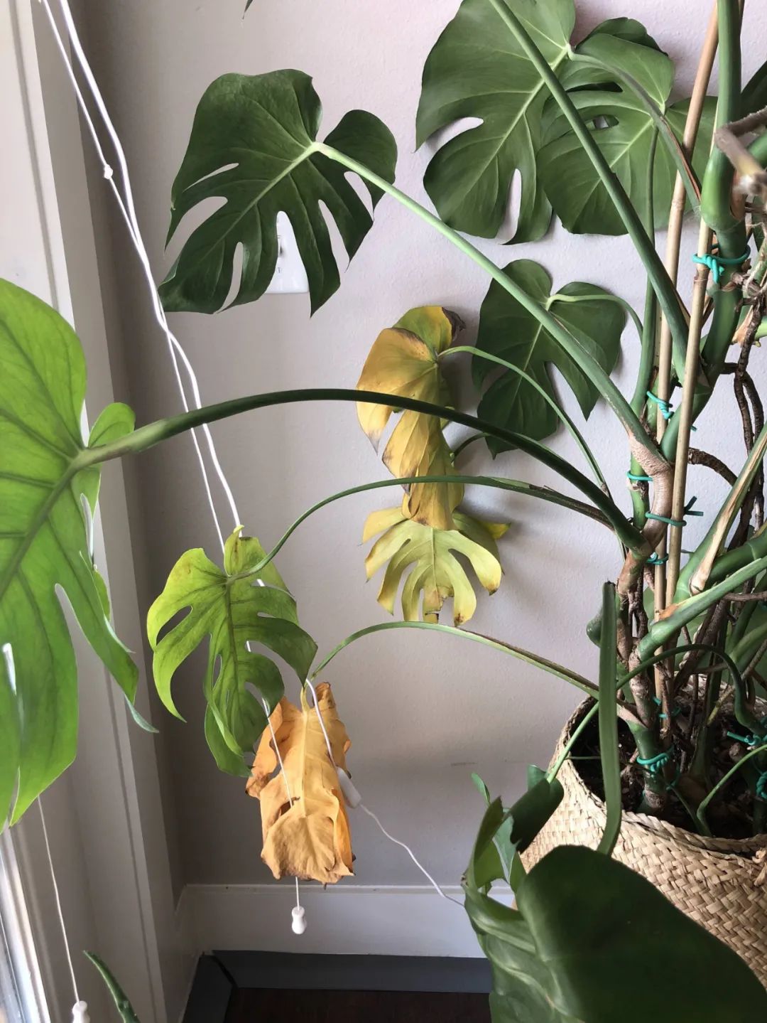 龟背竹叶子发黄发蔫是怎么回事,龟背竹换盆后叶子发黄怎么办