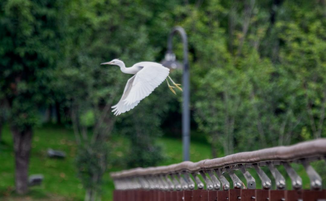 珍稀鸟类现身成都,在双流春游看花