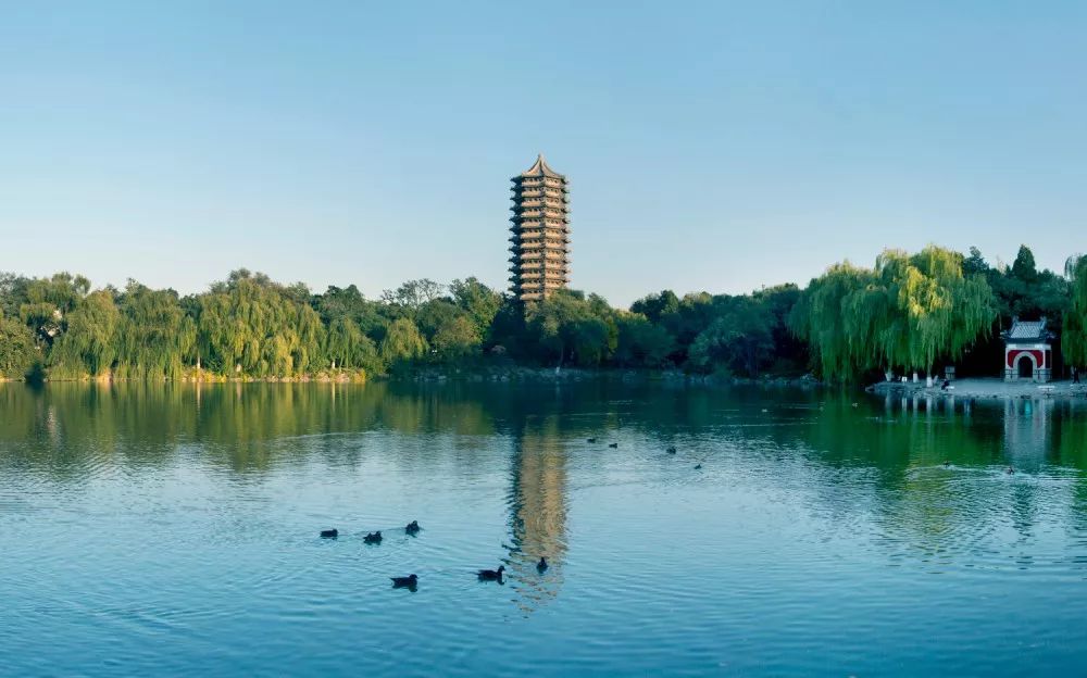 抛弃“铁饭碗”，养猪年入18亿，解密北大才子的另类创业路