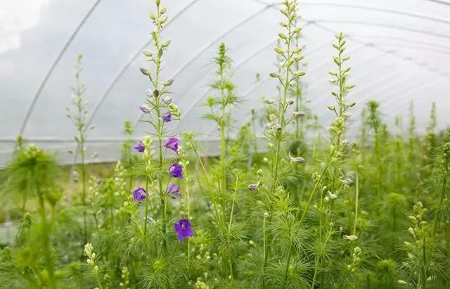 最会说情话的人全集,最会说情话的人