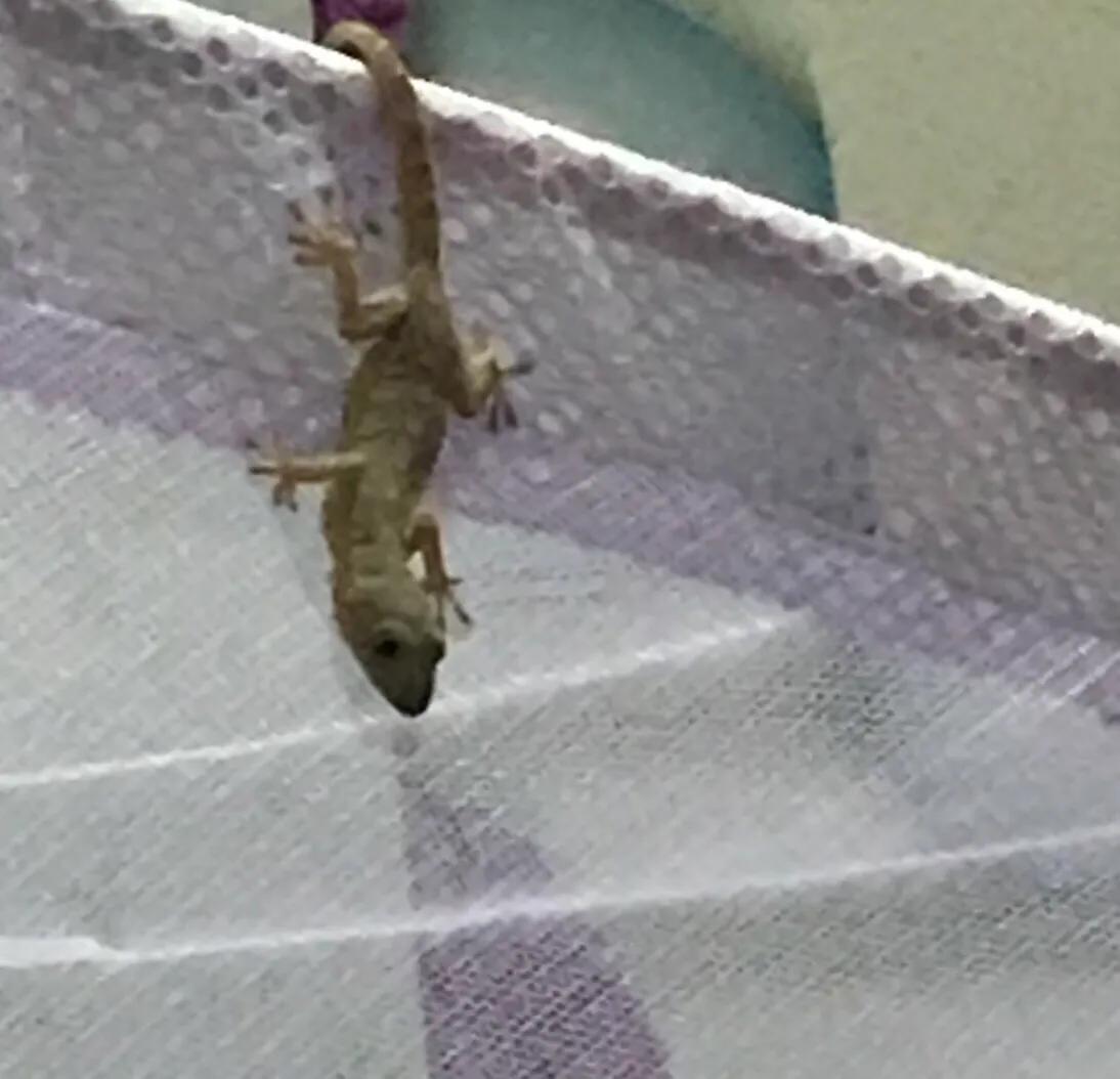 壁虎跑到下水道里了应该怎么驱赶,壁虎来到了房间乱爬怎么办