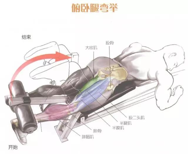 腿部前侧肌肉的训练方法,腿部核心稳定训练