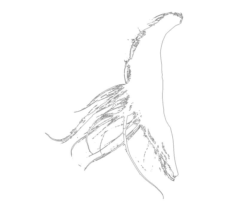 ps毛发抠图有什么用,ps抠图毛发教程详细步骤