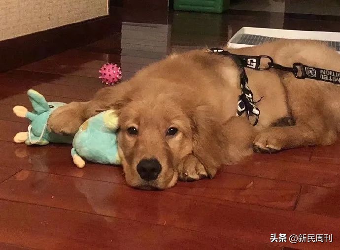 金毛空运被热死事件还原,空运变陆运金毛事件