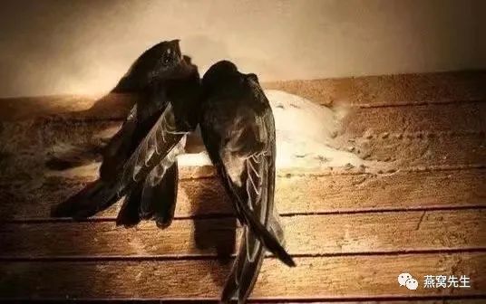 印尼燕窝和越南燕窝哪个好,印尼燕窝好还是马来西亚燕窝好