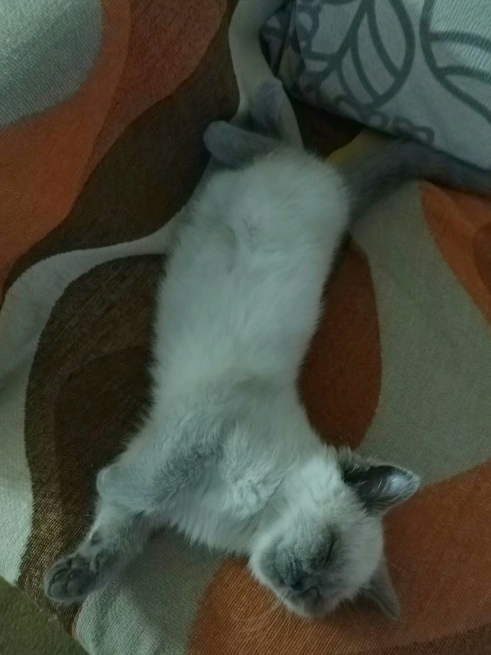 一只困到睁不开眼的喵星人,一只喵星人的成长史一口气看完