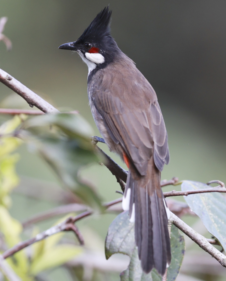 鸟中“C罗”来了！据说是西湖最酷的仔