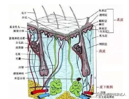 薄皮痘肌适合的护肤品,薄皮护肤品推荐