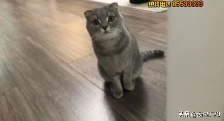 撸猫容易得什么病,经常撸猫容易得什么病