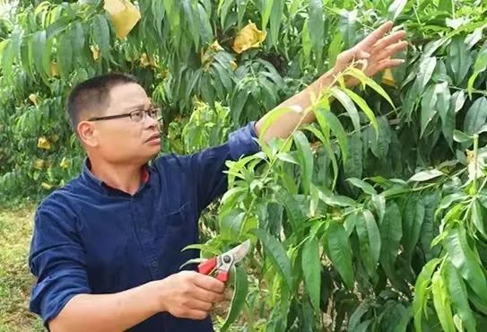 农村大叔种植桃子,农村大叔新发明的种植技术