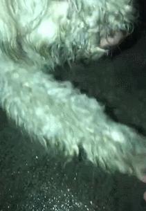 很可爱的狗被主人抛弃,可爱的泰迪被打残废