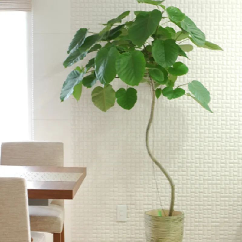 常见的榕属植物,美如画的树