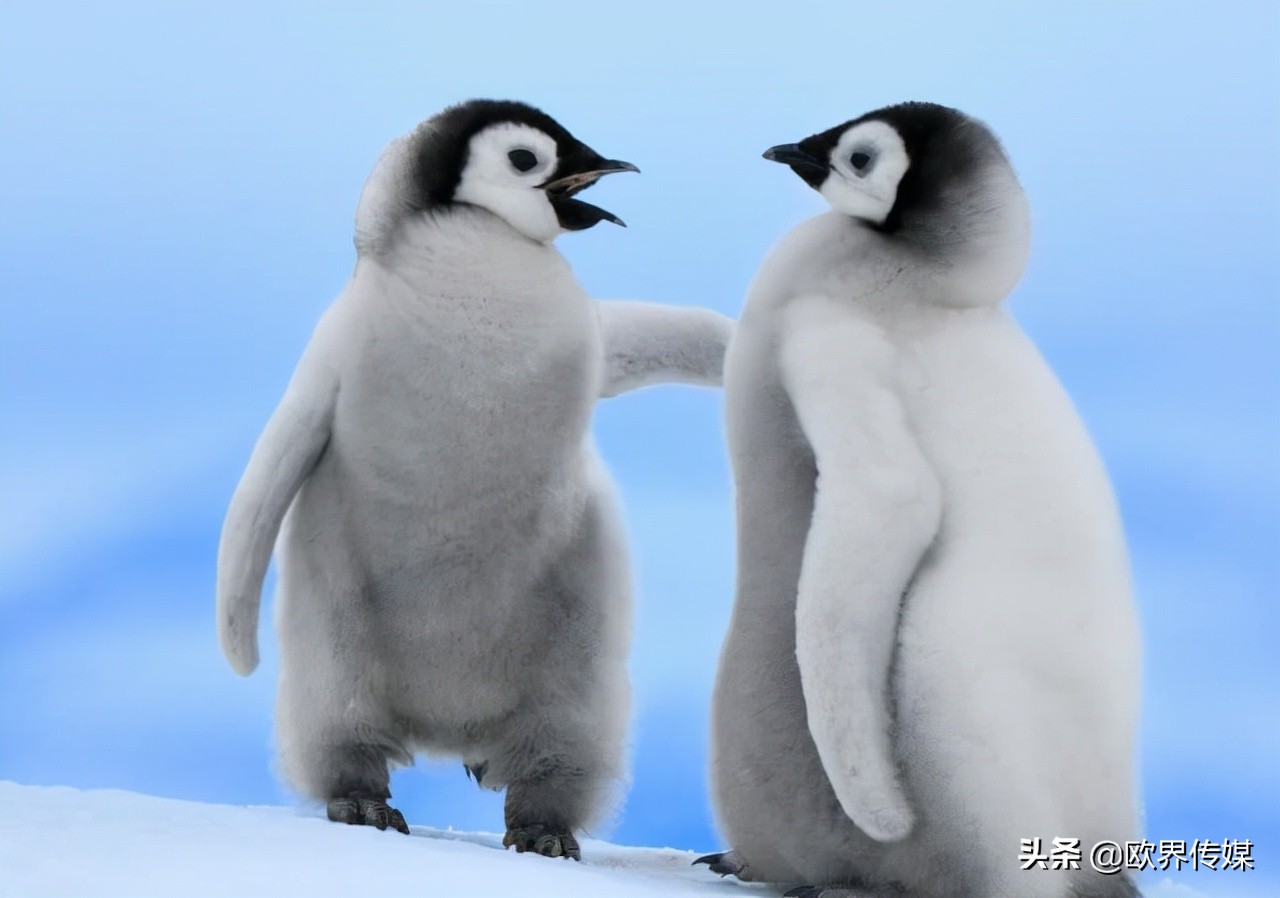 欧界丨企鹅号入驻引怒多名B站up主，网友：白嫖吃相难看