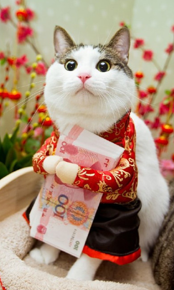 养猫你必须知道的知识,养猫老司机才知道的猫咪冷知识