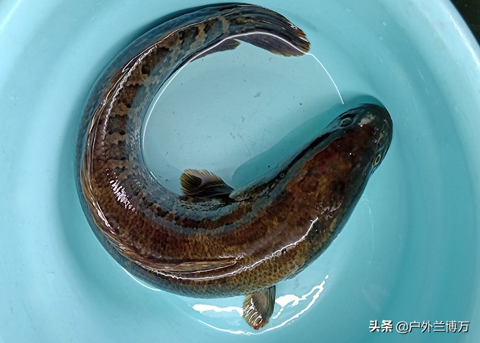 钓鱼人常见的几种鱼,钓鱼人最怕碰到的七种鱼